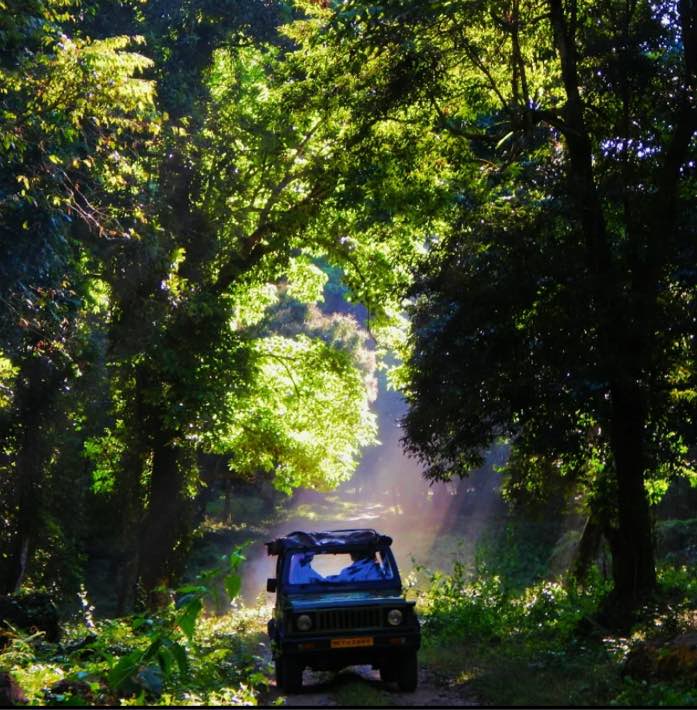Dooars Forest Road