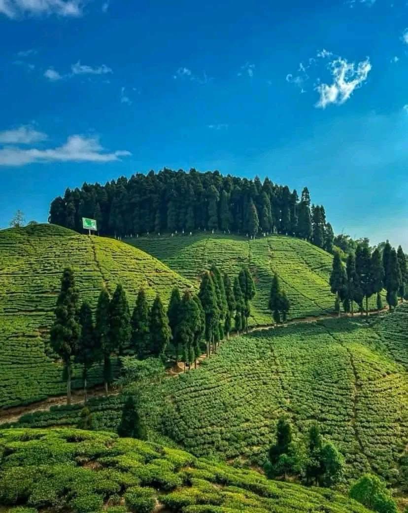 Mirik Lake View
